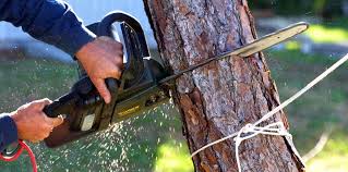  West Tawakoni, TX Tree Services Pros